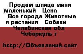Продам шпица мини маленький › Цена ­ 15 000 - Все города Животные и растения » Собаки   . Челябинская обл.,Чебаркуль г.